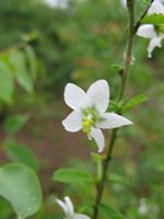 Hibiscus mutatus  fl-t.JPG